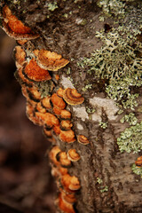 natural background tree bark in late autumn