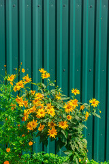 Yellow flowers on the background of a green metal fence.
