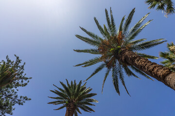 Trunks and crowns of palm trees against the sky