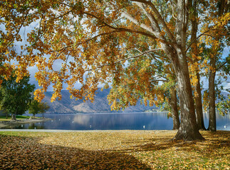 Obraz na płótnie Canvas Yellow fall poplars on shore of Lake Chelan
