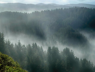 Misty forests and Pacific Ocean