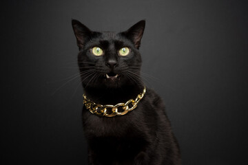 cool black cat with mouth open meowing wearing gold chain on black background