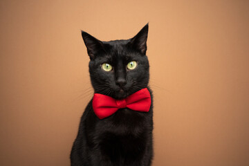 cute black cat wearing red bow tie portrait on brown background with copy space