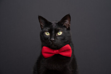 cute black cat wearing red bow tie studio portrait on black background with copy space