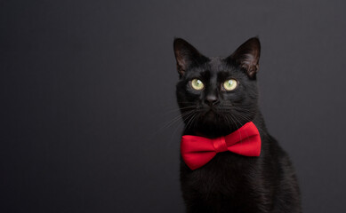 cute black cat wearing red bow tie studio portrait on black background with copy space