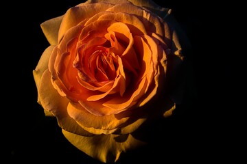 Rose orange mit Licht und Schatten 