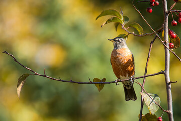 bird on a branch