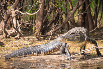 alligator in the swamp