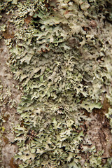 natural background tree bark in late autumn