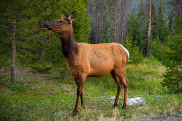 One female elk on edge of forest