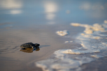 photo of baby turtle towards the sea in brazil project tamar