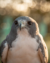 Photo of a beautiful Chilean eagle in Brazil