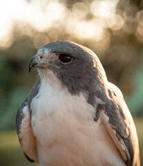 Photo of a beautiful Chilean eagle in Brazil