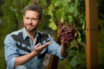 ripe grapevine harvest presented by oenologist, organic