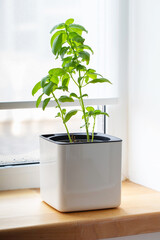 Green basil in a white cube pot on the windowsill.