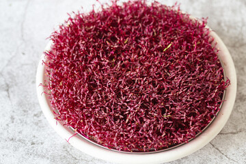 Amaranth micro herbs. Sprouting Micro greens. Seed Germination at home. Vegan and healthy eating...