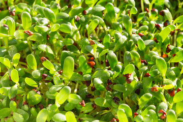 Alfalfa micro herbs. Sprouting Microgreens. Seed Germination at home. Vegan and healthy eating concept. Sprouted alfalfa Seeds, Micro greens. Growing sprouts. Green living concept.