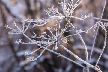 Frost and snow on dry grass, in a clearing. Winter, frost.