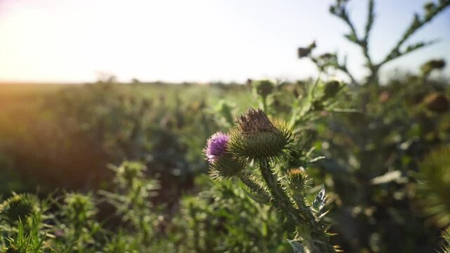 Wild plant, velcro. Close up of burdock buds with blue sky on background. Medicinal plant. Weed in the field.