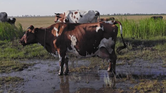 Cows on a hot summer day in the pasture. Multi-colored cow stands in a puddle. Production of organic milk. Village. Rural landscape