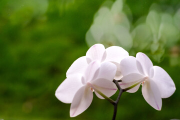 orchid flowers against a window