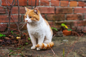 Naklejka na ściany i meble sad cat sitting on wet path in cold weather