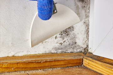 A person with a spatula removes stains of toxic mold and fungal bacteria on the wall in the corner...