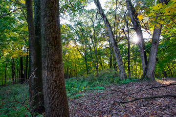 Sunshine in the fading light of an Autumn forest. 