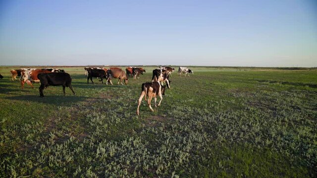 Natural farming. Multicolored cows roam freely on the green pasture. Successful dairy business. Production of organic milk.