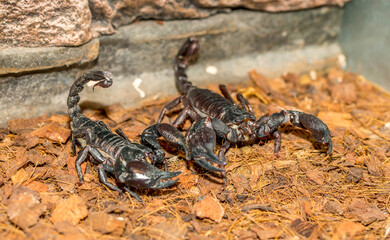 Imperial scorpion close-up on the ground. Black big scorpion. animal scorpion alive