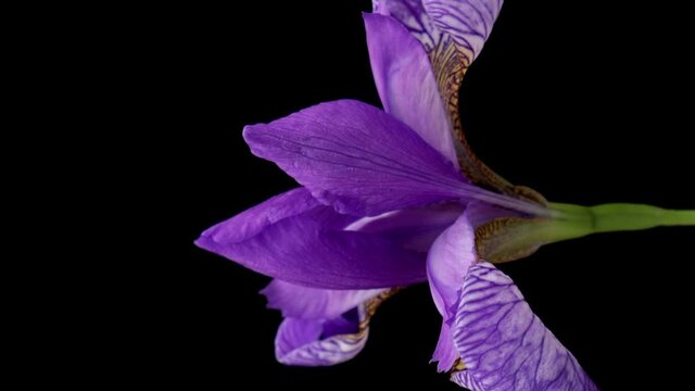 Vertical video Time-lapse of growing blue iris flower. Spring flower iris blooming on black background.
