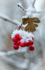 Snow topped berries with a soft focus background