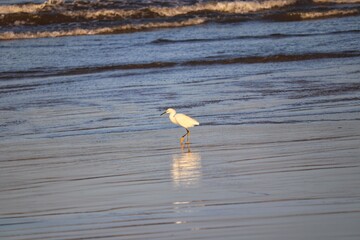Beautiful birds by the sea on a winter day.