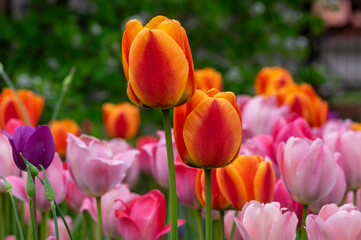 Fototapeta premium Amazing garden field with tulips of various bright rainbow color petals, beautiful bouquet of colors in daylight