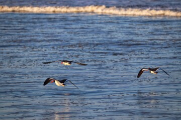 Beautiful birds flying over the sea in the winter of Rio Grande do Sul.