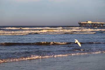 Beautiful birds flying over the sea in the winter of Rio Grande do Sul.