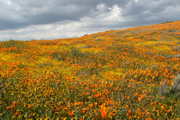 Field of orange California poppies and yellow flowers with cloudy sky
