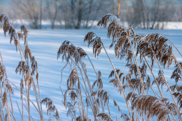 frosty hoarfrost on the stems of reeds in the morning sun against the backdrop of a snow-covered...