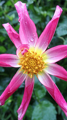 Close up of a brightly coloured flower in rain