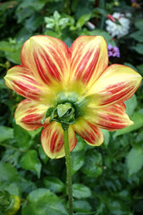 Close up of a brightly coloured flower in rain