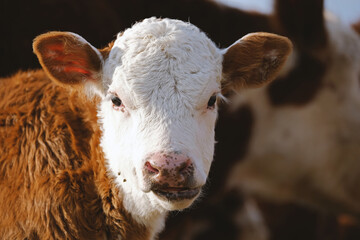 Hereford beef calf on farm with herd blurred background in shallow depth of field for baby cow portrait. © ccestep8