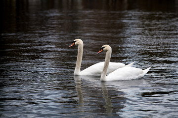 Two beautiful young white swans swimming on a lake side by side.