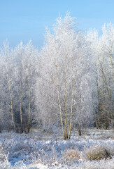 Winter in the birch forest. Hoarfrost on a sunny morning. Świętokrzyskie, Poland.