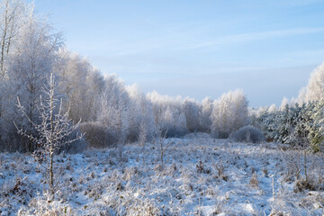 Winter in the birch forest. Hoarfrost on a sunny morning. Świętokrzyskie, Poland.