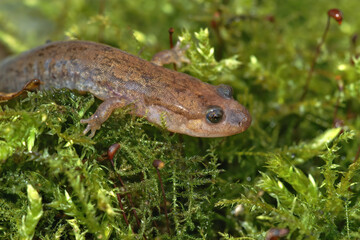 Closeup on a Dusky salamander, Desmognathus on green moss