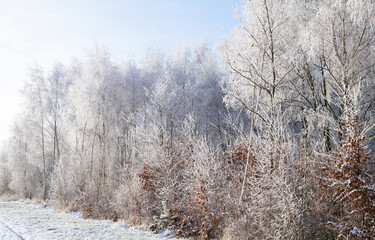 Obraz na płótnie Canvas Winter in the birch forest. Hoarfrost on a sunny morning. Świętokrzyskie, Poland.