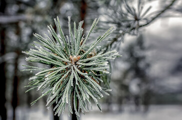 a pine branch covered with hoarfrost against the background of a snow-covered forest.