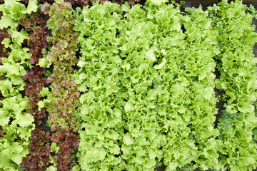 Top view. Growing green and red leaf lettuce in a garden bed. Background for gardening with salad plants in the open ground. High quality photo