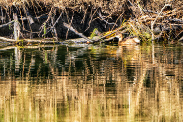 Zwergtaucher in der Loisach