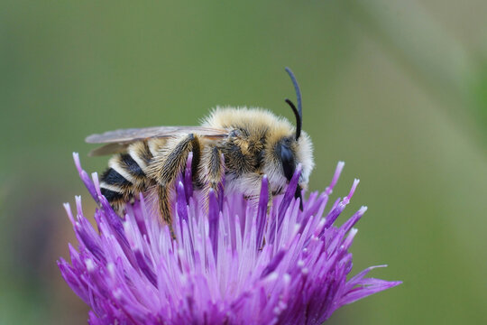 Closeup on a hairy male Pantaloon bee, Dasypoda hirtipes sitting